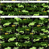 Custom Black Aurora Green 3D Pattern Design Crocodile And Tropical Hawaii Palm Trees Authentic Baseball Jersey